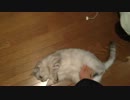 踏まれても抵抗しないぬこ