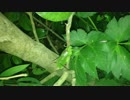 異常にうるせえ虫.mp4