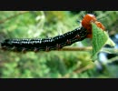 【幼虫注意】フクラスズメ幼虫(1) 飛び降り