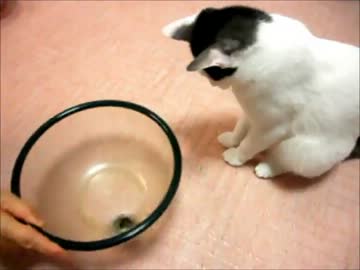 グルグルする猫