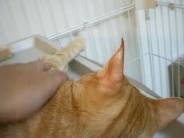 拾いねこ＠生後404目/371日目　この後ろ頭がいいですよね