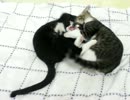 生後12週間-7　子猫けんか、さばに大人