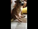器用に片足を上げるわんこ