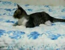 生後12週間-8　こてつ下剋上