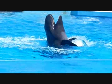 沖縄旅行、美ら海水族館イルカショー