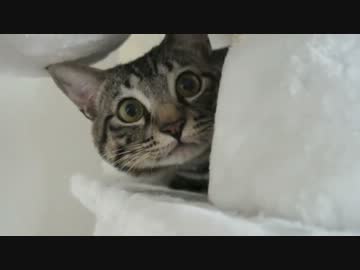 ぐりちぇる動画＊21＊必死に猫パンチをする眼差しが・・たまらんッ！！