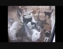 みんなで何匹いるかな？ゴハンが待ちきれないニャンコの大群です！
