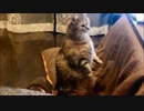 ねこを勝手に吹き替えてみた19