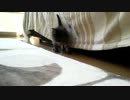 こぬこが…
