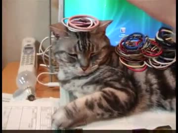 【レオ★ララ】 猫をどかす作戦