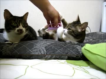 はじめての猫飼い064 ～長座布団とブラッシング～