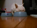 老猫チャーミー