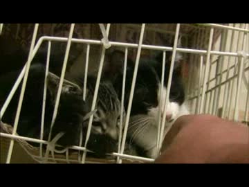 ちゃとらとはちわれ　２０１３通常営業