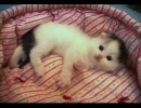 【ぬっこぬこに】スコティッシュ・フォールド 【さ　れ　な　い　か】