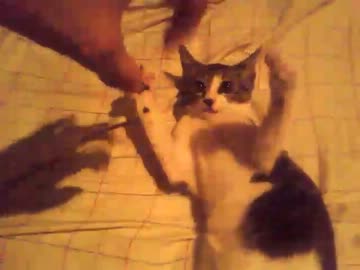 にゃんこ拾ったので飼う事にしました。成長日記12