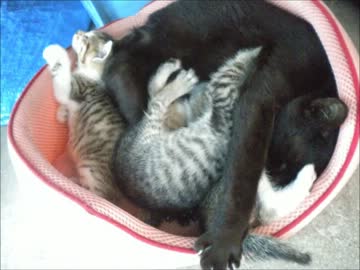 【従業猫】さつきの子供たちの思い出
