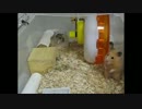 キンクマはなの2度目の春