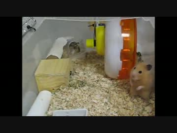 キンクマはなの2度目の春