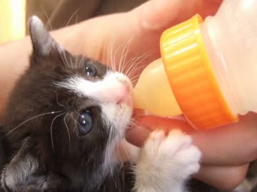 つっぱしる猫2013 保育園その２