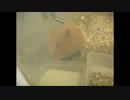 キンクマはなの食事-ミルクのお味は？-