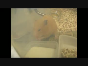 キンクマはなの食事-ミルクのお味は？-