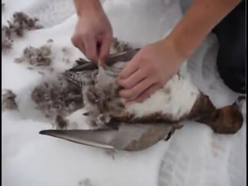 狩猟 生き物を食べるまで