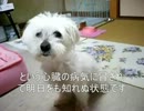 ナナの息づかい　僧帽弁閉鎖不全で苦しそうなワンコ