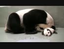 Giant Panda Baby Back to Mom_s Embrace