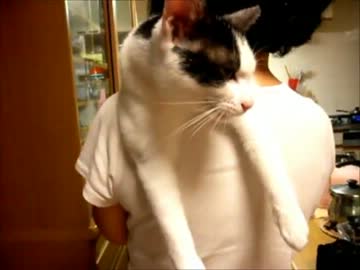 豹変する猫