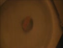 春巻きをトイレに流してみた