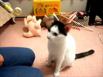 しらける猫