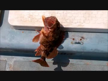 お盆休みの釣り～真鯛釣りたい～