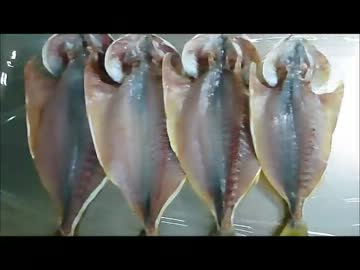 真夏の青物パワー対決！ ☆ 釣った魚で干物とか作ってみた！編 ☆