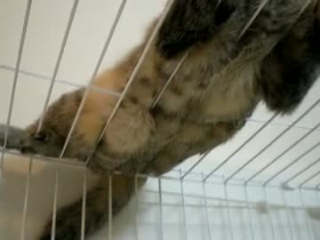 拾いねこ＠生後407目/374日目　珍しい伏せた月音のおなかからのアングルｗ