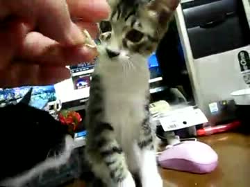 生後12週間-15　さきいかをねだられ、かにかまでごまかす