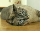 ジャンくん、寝てばかりいないで遊ぼう　か、かわいい！