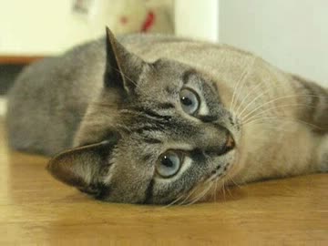 ジャンくん、寝てばかりいないで遊ぼう　か、かわいい！