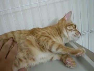 拾いねこ＠生後408目/375日目　匠さんの妹さん在中