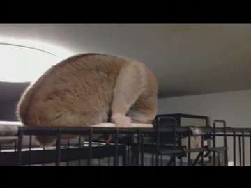 スローロリスくん壊れる