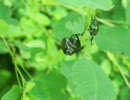 葉の裏で交尾をされて気まずいマメコガネくん