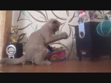 【猫】猫がサブウーファーでアニメーションダンスをする