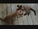 【ツキネコカフェ】木のオモチャで一心不乱に遊ぶ子猫