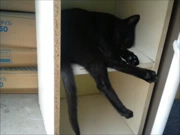 【従業猫】さつきさんがゴロゴロ.ps
