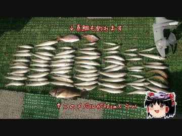 灼熱決戦☆砂浜のシロギスを釣り上げろ in 青森＆秋田