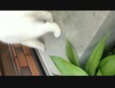 初めてのお婆ちゃんち