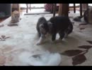 子猫の日常５