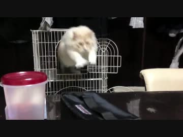 ボクのジャンプ力を見よ！