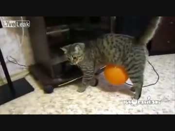 風船がまとわりついて離れないネコ