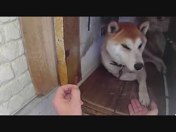 ふ～・・・お手したらいいんだろ？お手したら！