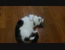 【マンチカンの成猫：ゆゆ】またたび後